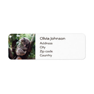 Cute Koala Bear relaxing in a Tree