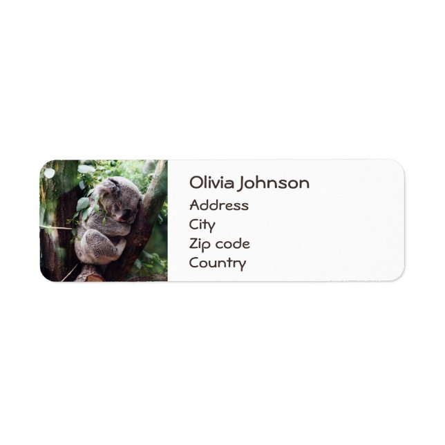 Cute Koala Bear relaxing in a Tree (Front)