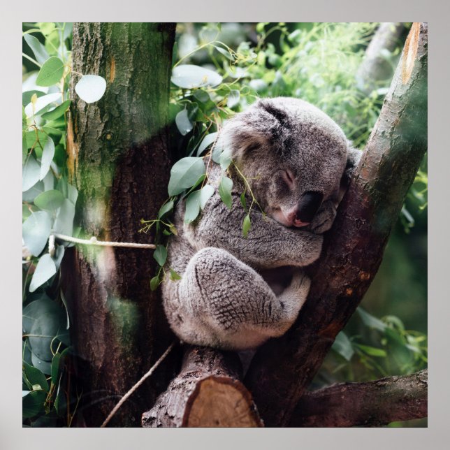Cute Koala Bear relaxing in a Tree Poster (Front)
