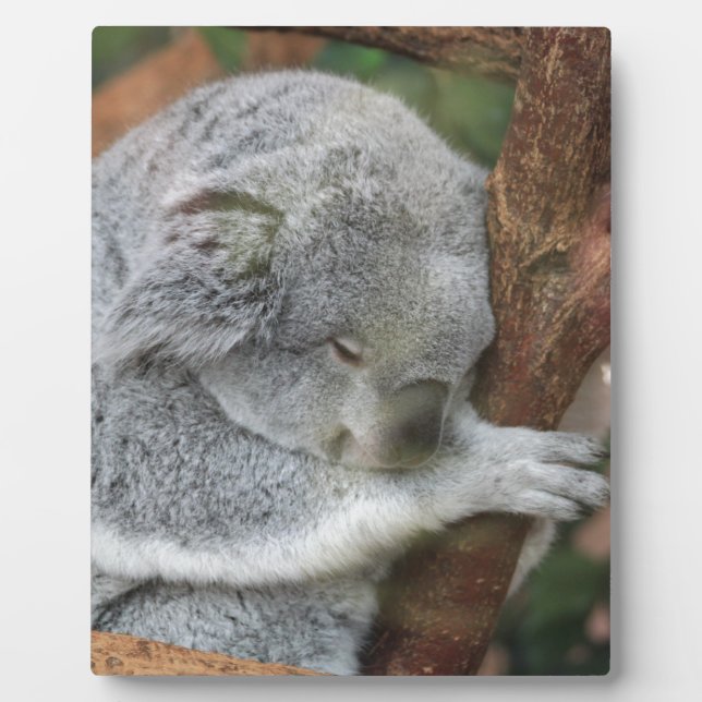 Cute Koala Bear Shower Office Party Plaque (Front)