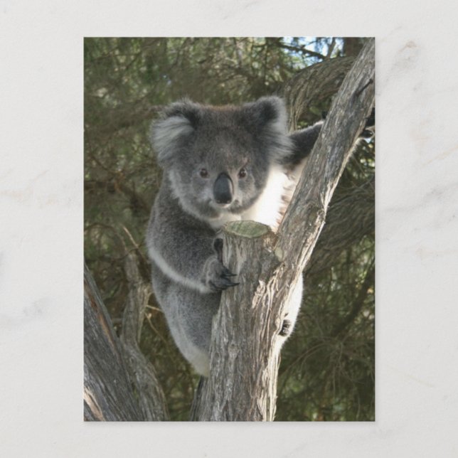 Cute Koala Climbing a Tree Postcard (Front)