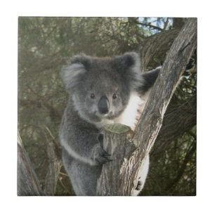 Cute Koala Climbing a Tree Tile