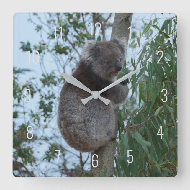 Cute Koala Climbing in a Tree Australia Square Wal Square Wall Clock (Front)