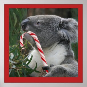 Cute Koala Eating Candy Cane Poster