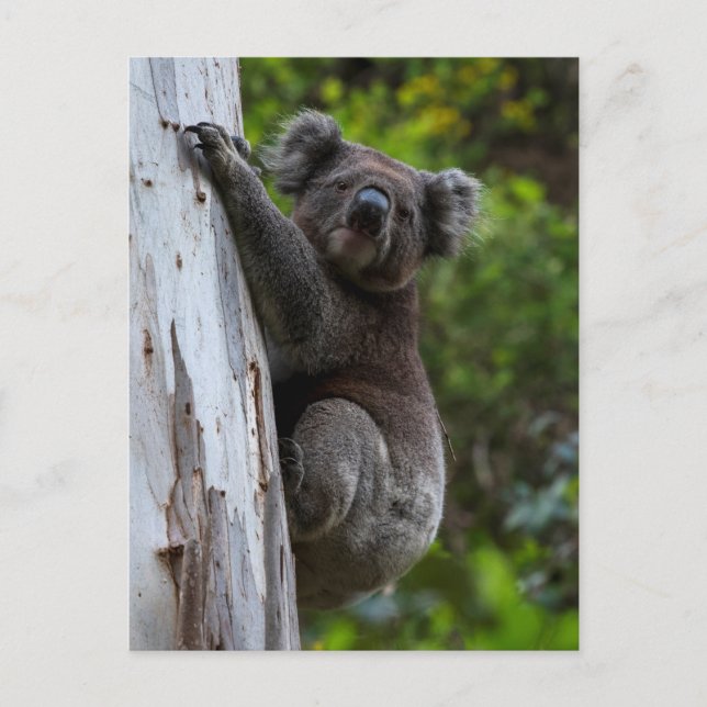 Cute Koala escalade un arbre Australie Carte posta (Devant)
