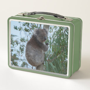 Cute Koala in a Tree Eating Green Metal Lunch Box