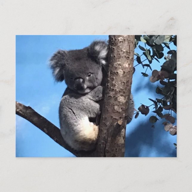 Cute Koala in a tree with a blue background Postcard (Front)