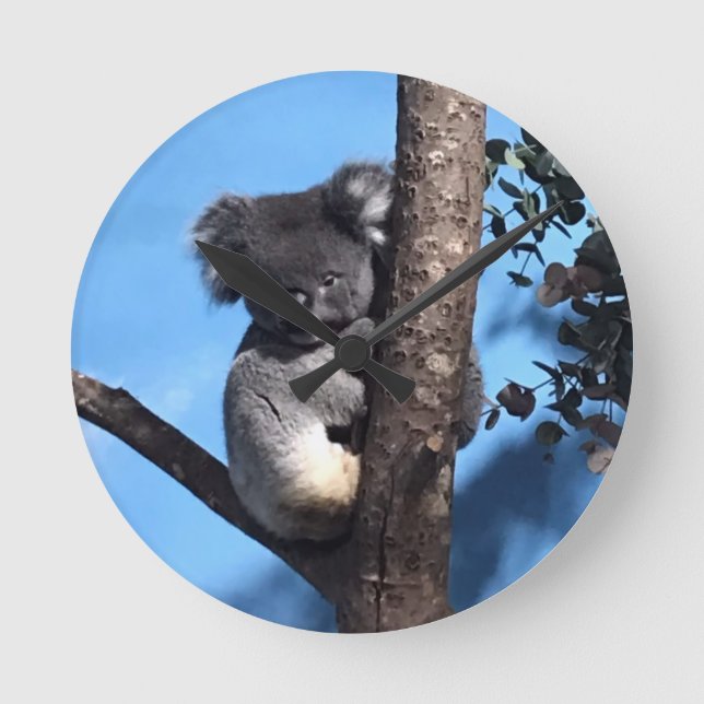 Cute Koala in a tree with a blue background Round Clock (Front)