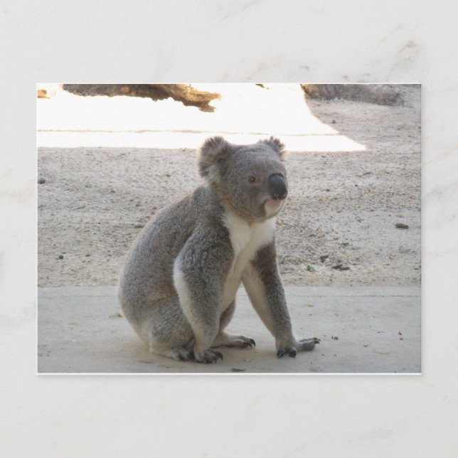 Cute Koala Postcard (Front)