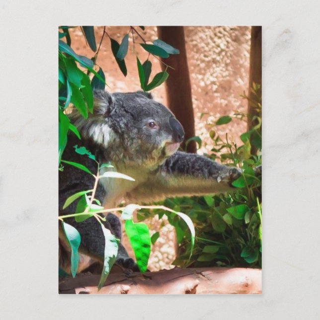 Cute Koala Postcard (Front)