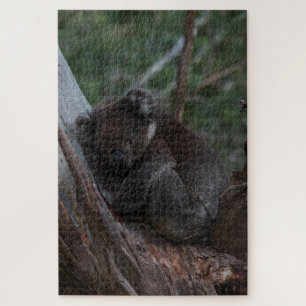 Cute Koala Sleeping in Tree Australia, 1014 pieces Jigsaw Puzzle