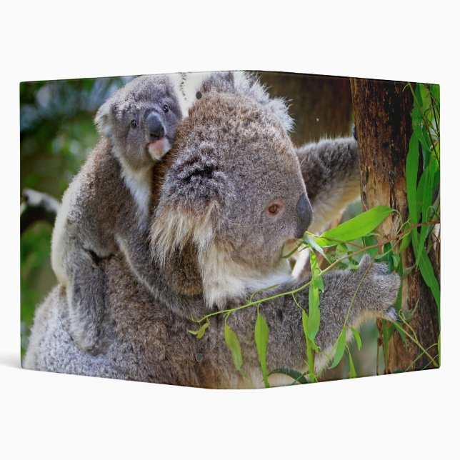 Cute Koalas Binder (Background)