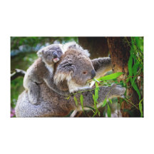 Cute Koalas Canvas Print