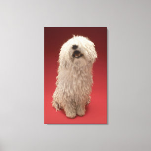 Cute Komondor Dog Canvas Print