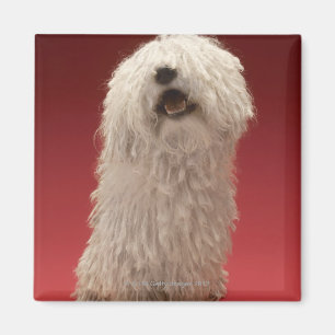 Cute Komondor Dog Magnet