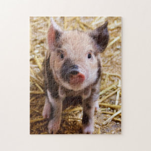 Cute KuneKune Piglet Jigsaw Puzzle