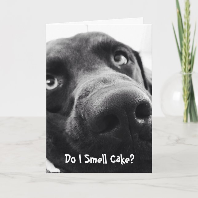 Cute Lab Birthday Card! Card (Front)