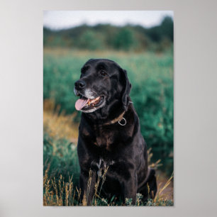Cute Labrador Black Dog Puppy Pet Poster