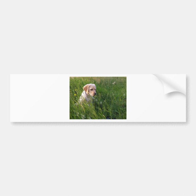 Cute Labrador Puppy in Grass Bumper Sticker (Front)
