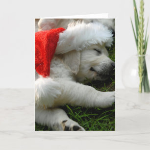 Cute labrador puppy with x-mas hat holiday card