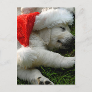 Cute labrador puppy with x-mas hat postcard