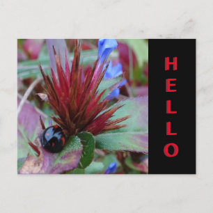 Cute Ladybug Cust. Text HELLO Postcard