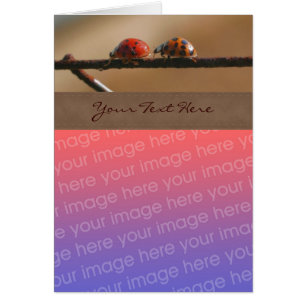 Cute Ladybug Pair Nature Your Photo Card
