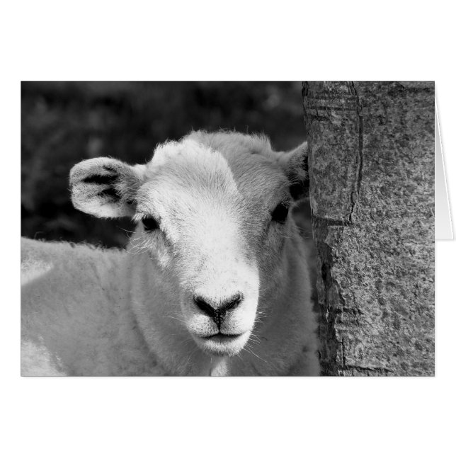 CUTE LAMB card (Front Horizontal)