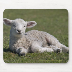 Cute Lamb Mousemat Mouse Pad