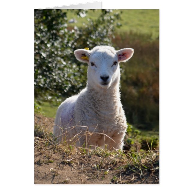 Cute Lamb Photo Card (Front)