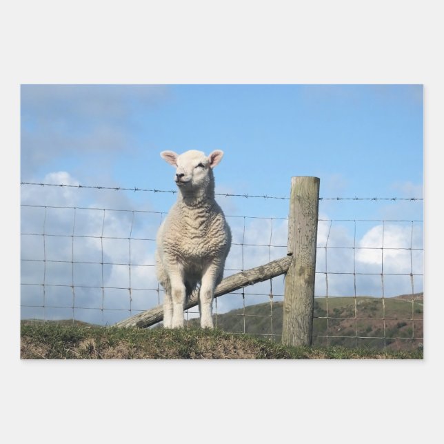 CUTE LAMB    WRAPPING PAPER SHEET (Front)