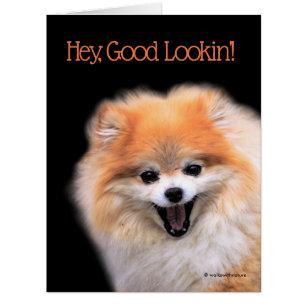 Cute Laughing Pomeranian Dog