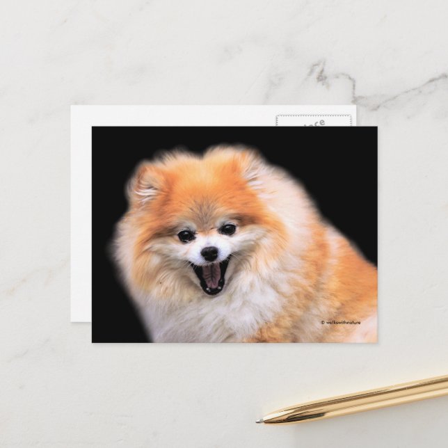 Cute Laughing Pomeranian Dog Postcard (Front/Back In Situ)