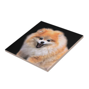Cute Laughing Pomeranian Dog Tile