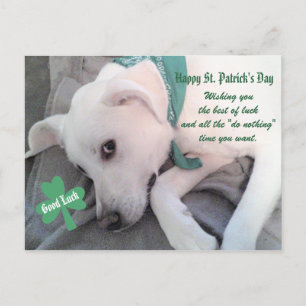 Cute Lazy White Dog Wearing Green Scarf Shamrock P Postcard