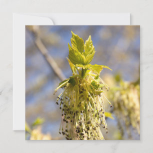 Cute leaves in spring photo