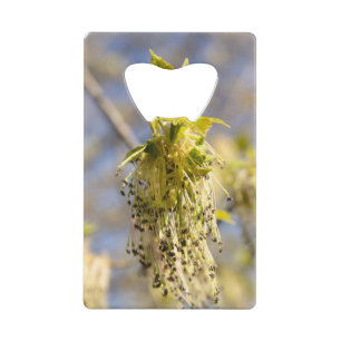 Cute leaves in spring photo credit card bottle opener