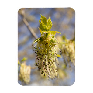 Cute leaves in spring photo magnet