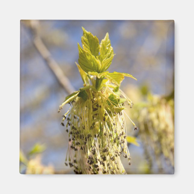 Cute leaves in spring photo magnet (Front)