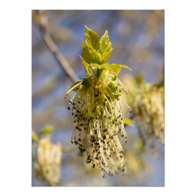 Cute leaves in spring photo poster (Front)