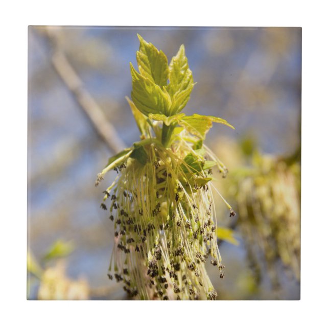 Cute leaves in spring photo tile (Front)