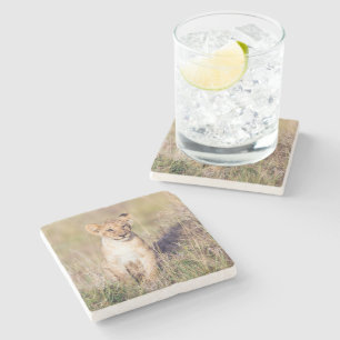 Cute lion cub in Africa photo Stone Coaster