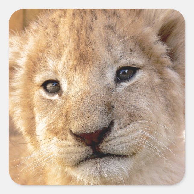 Cute lion cub portrait square sticker (Front)