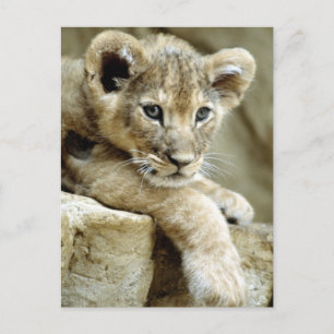 Cute Lion Cub Postcard