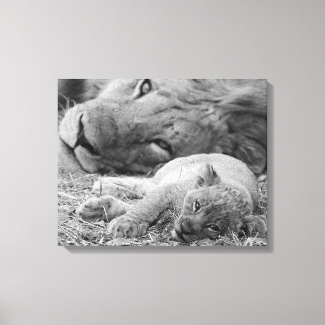 Cute Lion Cub Resting With Father Canvas Print (Front)