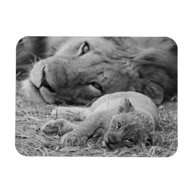Cute Lion Cub Resting With Father Magnet (Horizontal)