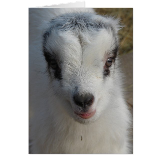 Cute Little Amigo (Devant)