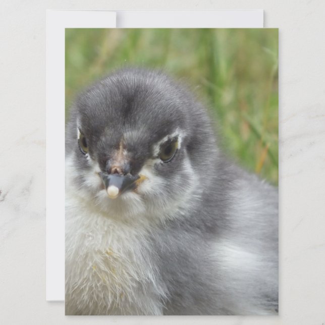 cute little baby chicken (Front)