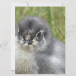 cute little baby chicken