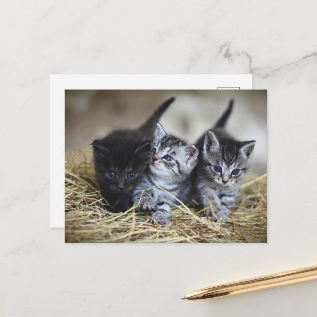 cute little baby kittens postcard (Front/Back In Situ)